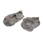 Nosek koński - średni. Na sztuki  