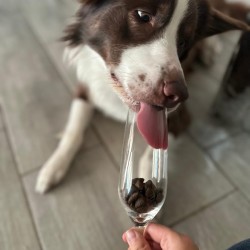 Tales&Tails_Trockenfutter Insekt.jpg
