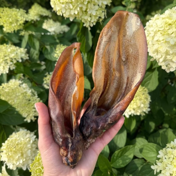 ucho wołowe outlet.jpeg